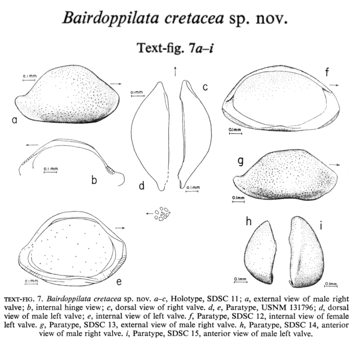 Bairdoppilata cretacea Holden, 1964 from the original description