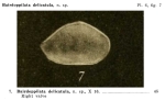 Bairdoppilata delicatula Jennings, 1936 from the original description