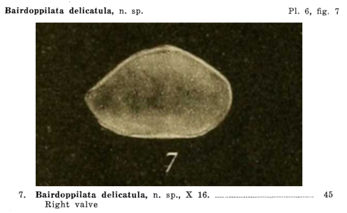Bairdoppilata delicatula Jennings, 1936 from the original description