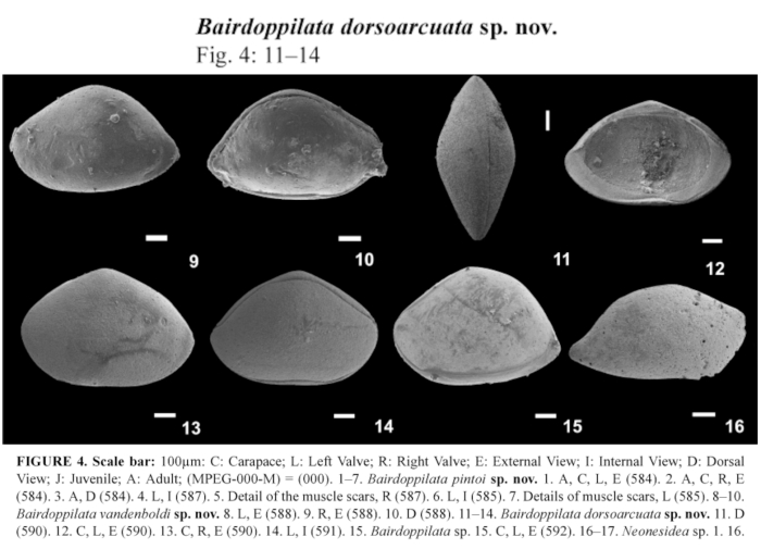Bairdoppilata dorsoarcuata Nogueira, Ramos &amp; Hunt, 2019 from the original description