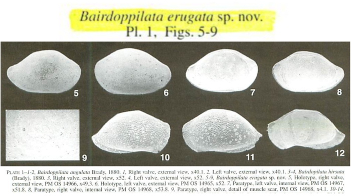 Bairdoppilata erugata Whatley, Moguilevsky, Ramos &amp; Coxill, 1998 from the original description