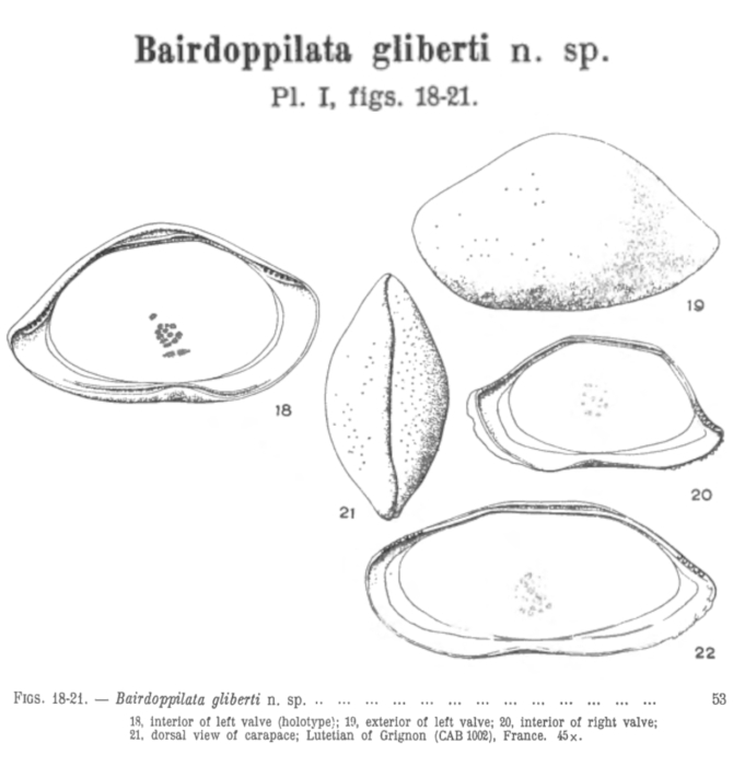 Bairdoppilata gliberti Keij, 1957 from the original description