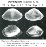 Bairdiidae