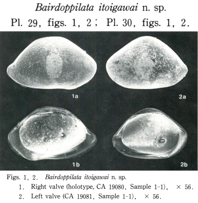 Bairdoppilata itoigawai Yajima, 1993 from the original description
