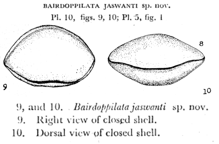 Bairdoppilata jaswanti Singh &amp; Misra, 1968 from the original description