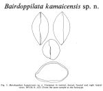 Bairdoppilata kamaicensis Pokorny, 1980 from the original description