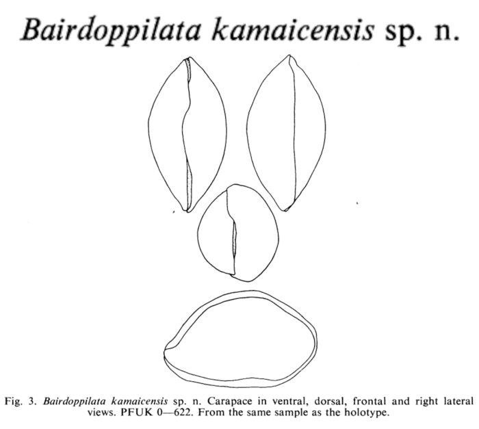 Bairdoppilata kamaicensis Pokorny, 1980 from the original description