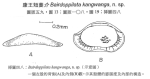 Bairdoppilata kangwanga Hu & Tao, 2008 from the original description