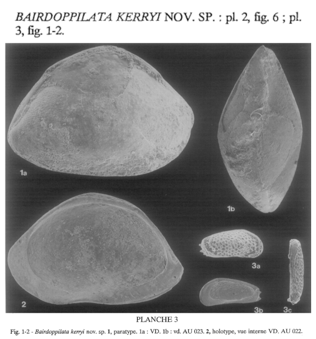 Bairdoppilata kerryi Milhau, 1993 from the original description