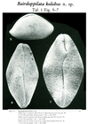 Bairdoppilata kolobos Malz, 1981 from the original description