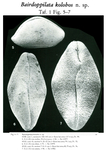 Bairdoppilata kolobos Malz, 1981 from the original description