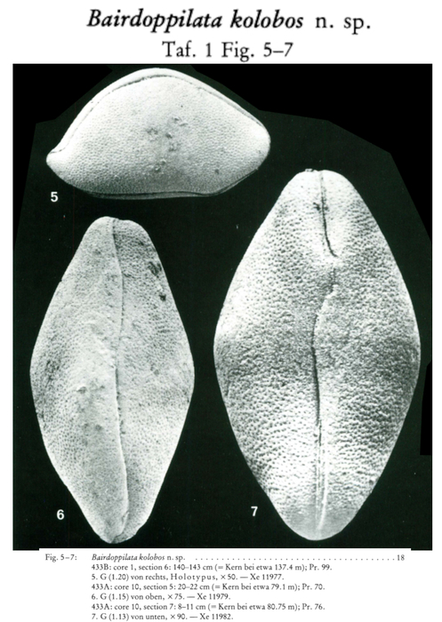 Bairdoppilata kolobos Malz, 1981 from the original description