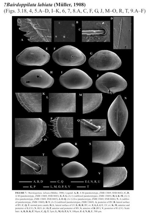 Nesidea labiata Müller, 1908 from the original description