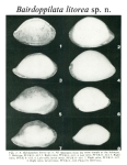 Bairdoppilata litorea Pokorny, 1980 from the original description