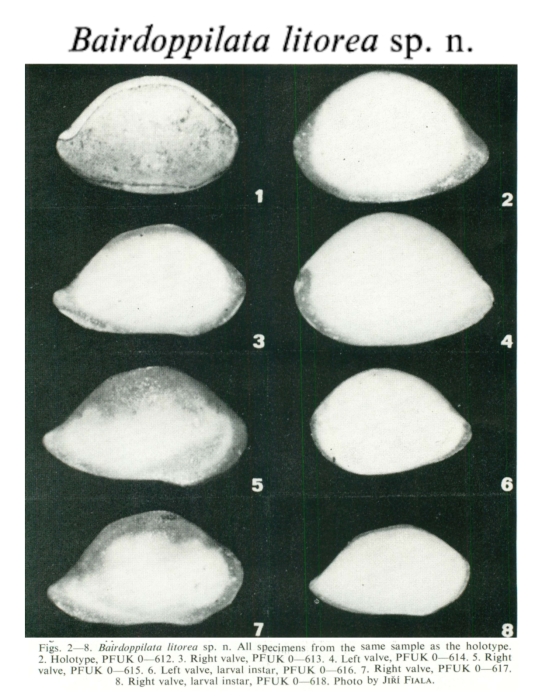 Bairdoppilata litorea Pokorny, 1980 from the original description