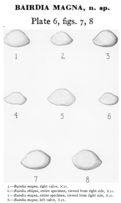 Bairdia magna Alexander, 1927 from the original description