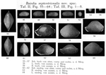 Bairdia septentrionalis Bonnema, 1940 from the original description