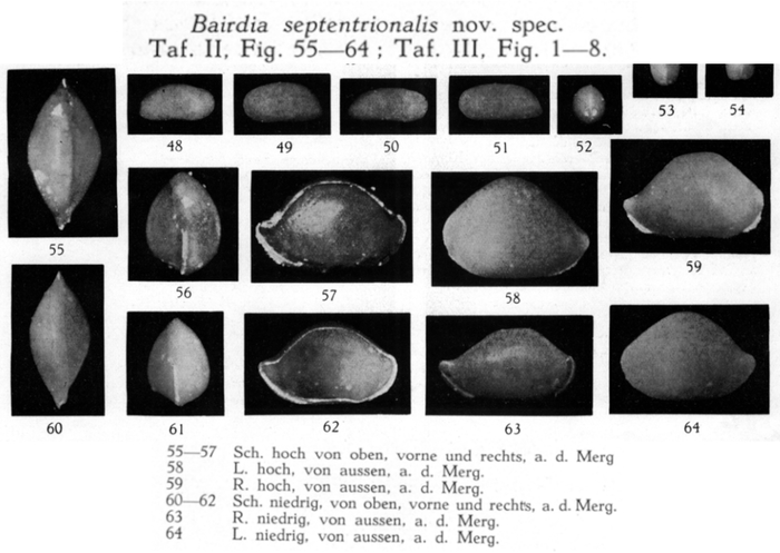 Bairdia septentrionalis Bonnema, 1940 from the original description