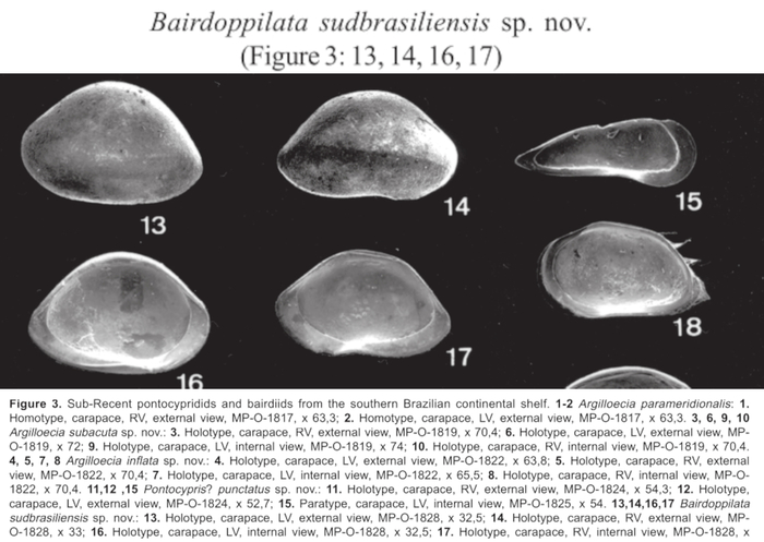 Bairdoppilata sudbrasiliensis Ramos, Whatley &amp; Coimbra, 2004 from the original description