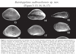 Bairdoppilata sudbrasiliensis Ramos, Whatley & Coimbra, 2004 from the original description