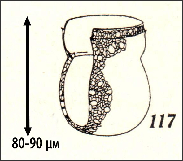 Illustration of Codonella angusta from Kofoid &amp; Campbell 1929