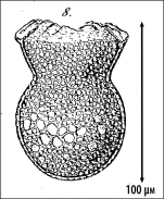 Illustration from Fol 1883