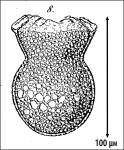 Illustration from Fol 1883