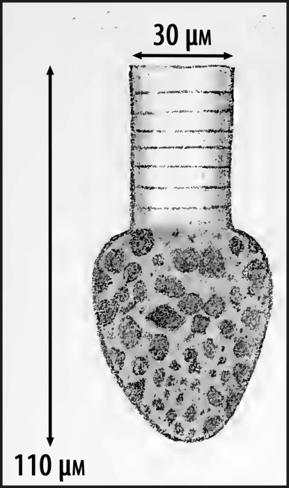 Illustration from Cleve 1899