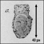 Illustration of Codonella nucula from Fol 1883