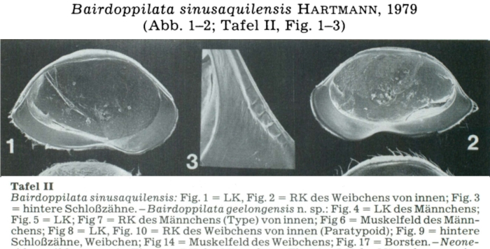 Bairdoppilata sinusaquilensis Hartmann, 1979 from the original description