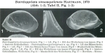 Bairdoppilata sinusaquilensis Hartmann, 1979 from the original description