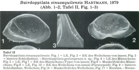 Bairdoppilata sinusaquilensis Hartmann, 1979 from the original description