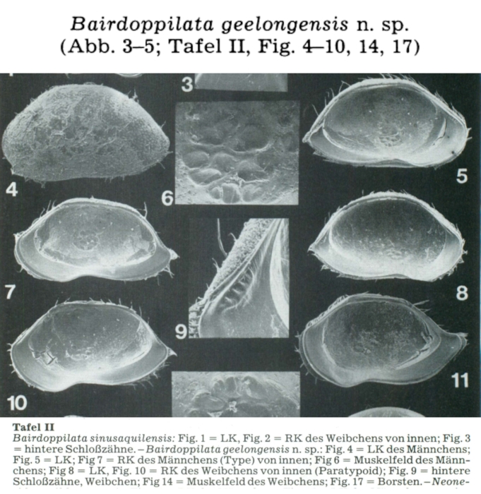 Bairdoppilata geelongensis Hartmann, 1980 from the original description