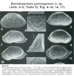 Bairdoppilata geelongensis Hartmann, 1980 from the original description
