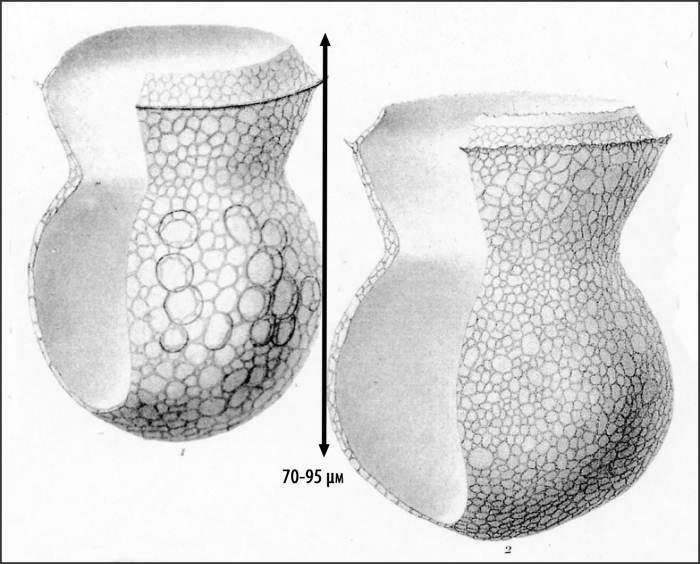Illustration from Brandt 1906