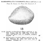 Bairdoppilata taxodonta Howe & Law, 1936 from the original description