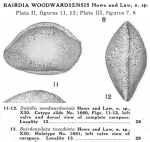 Bairdia woodwardsensis Howe & Law, 1936 from the original description