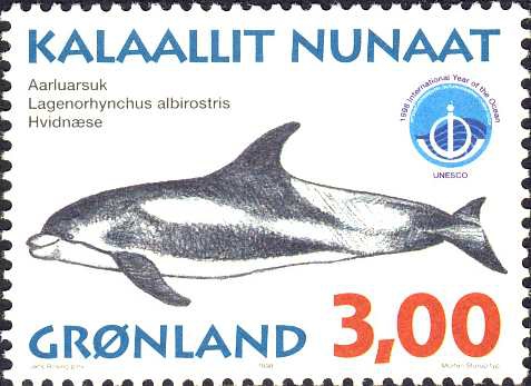 Lagenorhynchus albirostris Lagenorhynchus albirostris