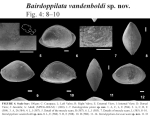 airdoppilata vandenboldi Nogueira, Ramos & Hunt, 2019 from the original description
