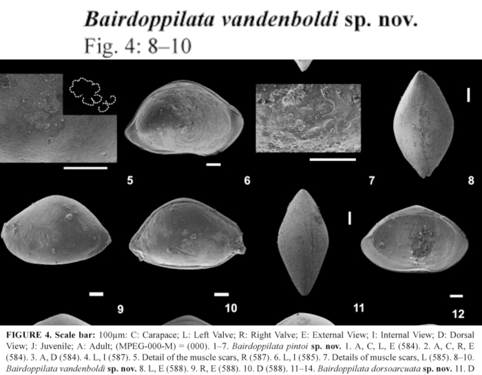 Bairdoppilata vandenboldi Nogueira, Ramos &amp; Hunt, 2019 from the original description