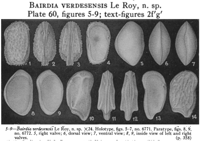 Bairdia verdesensis LeRoy, 1943 from the original description