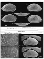 Anchistrocheles eximia Herrig, 1992