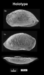 Anchistrocheles eximia Herrig, 1992