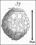 Illustration from Meunier 1919