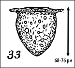 Illustration from Wailes 1925