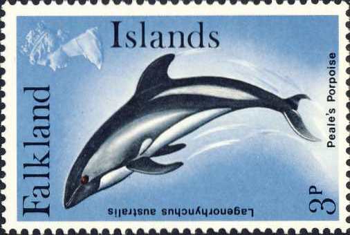 Lagenorhynchus australis Lagenorhynchus australis