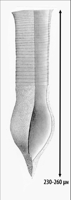 Illustration from Brandt 1906