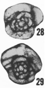 Eoschubertella bluensis Ross & Sabins, 1965
