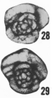 Eoschubertella bluensis Ross & Sabins, 1965