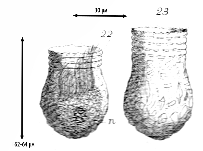 Illustration from Meunier 1919